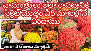 చామంతి మొక్కలు ఇలా రావటానికి సీక్రెట్ అన్నీ వారి మాటల్లోనే  Chamanthi Care amp Tips chamanthi [upl. by Dallas]