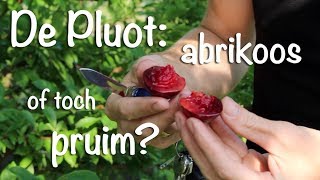 De Pluot abrikoos of toch pruim [upl. by Adekan]