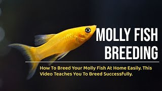 Molly Fish Breeding Explained  A Beginners Guide [upl. by Aland]