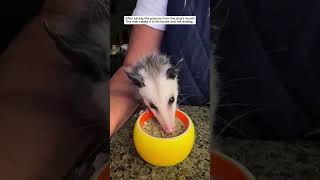 Cute baby opossum opossum possum short [upl. by Magnolia703]