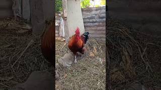 Desi murgi palan Free range chicken farming subscribe goviral redjunglefowl support desimurgi [upl. by Ineslta]