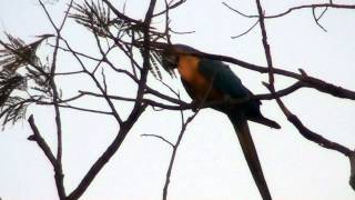 BLUEANDYELLOW MACAW sounds ARAARARAUNA ARARACANINDÉ ARAARAUNA [upl. by Ahsinned]