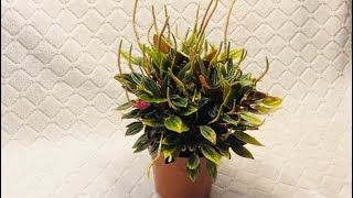 Want A Beautiful Easy Houseplant Look No Further  Peperomia Rosso [upl. by Hanus]