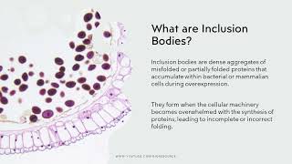 Inclusion Bodies amp Protein Purification Unveiling the Mechanisms for Enhanced Expression amp Recovery [upl. by Herrera280]