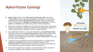 Svampfysiologi  Biologi 2 100 p [upl. by Mufi]