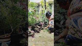 Coprosma plant care and grow short video 🔥shortsvideo ytshorts garderningtips plantgrowing [upl. by Sualkin]