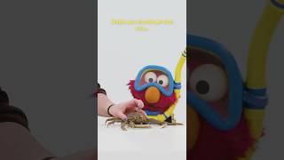 Elmo Meets Crabs 🦀🦀 sesamestreet [upl. by Akahs]