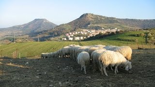 La Sardegna dei pastori il paesaggio della longevità [upl. by Shandra]