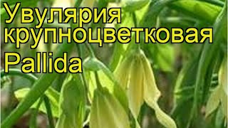 Увулярия крупноцветковая Паллида Краткий обзор описание характеристик uvularia grandiflora Pallida [upl. by Alphard351]