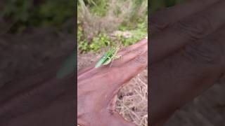 praying mantis female eats male after mating  mating mantis shortsfeed short shorts [upl. by Awra]