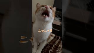 毛玉を吐いた後の猫の可愛いダミ声がこちら。shorts [upl. by Lyndsey]