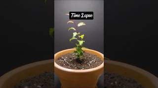 How To Grow Rare Fruits From Seed shorts plants fruit [upl. by Custer250]