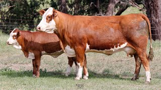 Lot 14 ZMJPS022 VC Simmentals Online Herd Reduction Sale 2024 [upl. by Candi]