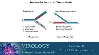 Virology 2014 lecture 7  Viral DNA replication [upl. by Artemisa]