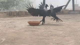 Crows Fight For Food Amazing Crow Birds Crowing Real Crows Fight Birds Sounds Angry Crow Fight [upl. by Gorman]