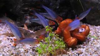 Rummynose Rasbora Sawbwa resplendens Feeding Frenzy [upl. by Ahsenahs]