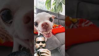 I tried to talk to Niki my dog 🐕🤣🤣comedy funny [upl. by Joseph]