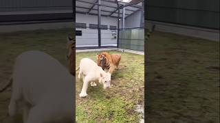 Tiger vs dogs fight tigerdog animals tigerfamily dog tiger tigercat [upl. by Jedd]