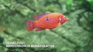 Jewelfish  Hemichromis Bimaculatus [upl. by Morita413]