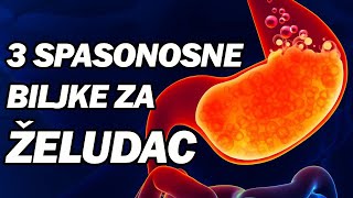 VELIČANSTVENE BILJKE LIJEČE GASTRITIS BOL NADUTOST I GORUŠICU  ŽELUDAC KAO NOV Dr Mihajlović [upl. by Palermo]