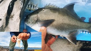 FISHING FOR GALJOEN SOUTH AFRICAS NATIONAL FISH [upl. by Luanni312]