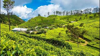 Haputale Nuwara eliya Hotel view nuwaraeliya haputhale ella srilanka [upl. by Anoel]