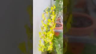 Yellow orchid flower flowers orchid viralshorts shorts shortvideo [upl. by Arec]