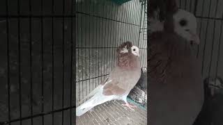 MookeeMukhi Pigeon New Mutation  Sunny Birds [upl. by Dnalel]