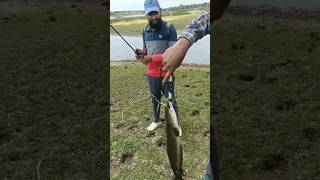 Snakehead Fishing in Bangalore Karnataka India snakehead fishing bangalore Best Fishing Videos [upl. by Aisul183]