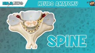 Anatomy of the Spine  Model [upl. by Redep]