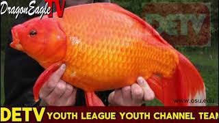 How Goldfish Once Pets Now Invasive Species in North America Ep 18 ｜Dragon Eagle TV Youth Channel [upl. by Acimad]