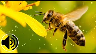 🐝 sonido de abeja  Bee Buzz sound effects [upl. by Elwee]