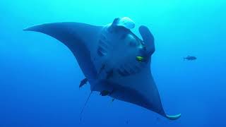 Diving around the Revillagigedo Archipelago Socorro Islands Mexico [upl. by Bound]