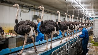 Farmers Raise Millions of Ostriches Every Year  Ostrich Farm [upl. by Allerim]