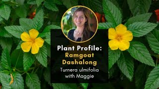 Plant Profile Ramgoat Dashalong with Maggie Turnera ulmifolia [upl. by Anitel]