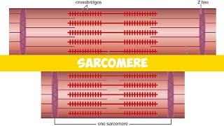 Sarcomere Physiology  In detail explaination [upl. by Scheld143]