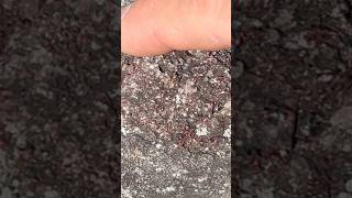 Men found Huge crystal red pockets of almandine garnets in Ny mountains gems minerals rocks [upl. by Alien]