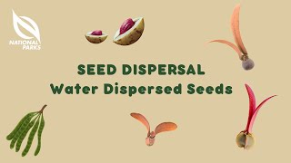 Seed Dispersal Water Dispersed Seeds [upl. by Kcirttap]