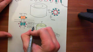 Receptor Tyrosine Kinases Part 14 [upl. by Aicil397]