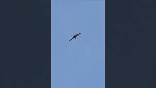 Large Common Buzzard Bird of Prey flying and crying out birdofprey commonbuzzard buzzard [upl. by Magner]