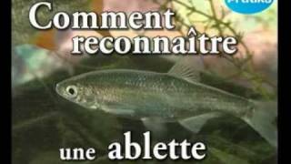 Comment reconnaître une ablette [upl. by Doak]