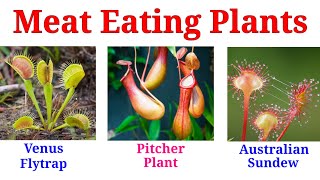 Plants name  Carnivorous plants name in English  English for kids [upl. by Kirt615]