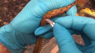 Extraction of Parasitic Worms from Keelback Snake [upl. by Bartolemo]