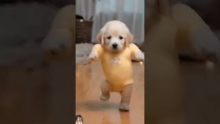 Pet dog dances to the music dog goldendog puppy [upl. by Tecla126]