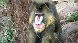 Lion Kings Rafiki Trapped in Houston Zoo [upl. by Schou576]