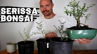 Styling Serissa Bonsai Part 2  Snow Rose Bonsai [upl. by Arul]