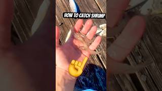 How To Catch SHRIMP fishing shrimp funny [upl. by Minda370]