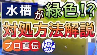 熱帯魚水槽が緑色に！？透明で濁りのない水槽にするには！除去方法教えます [upl. by Hermosa]