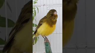 chant singing canaries 111 تغريد الكناري [upl. by Oribel39]