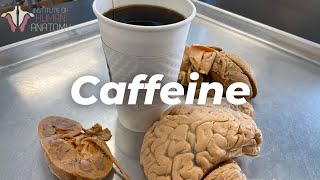 How Caffeine Affects Your Brain [upl. by Niasuh]